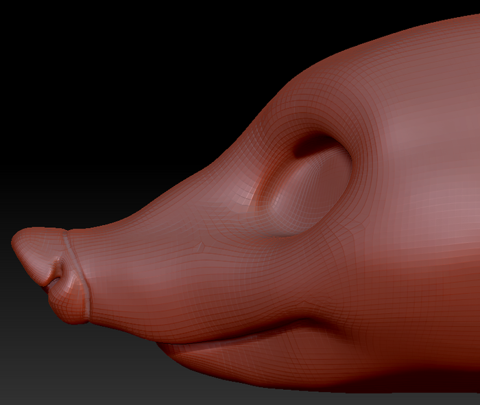 Gender Neutral Coatimundi Head Base