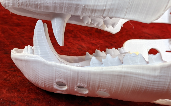 Large Bear Realistic Style Jawset