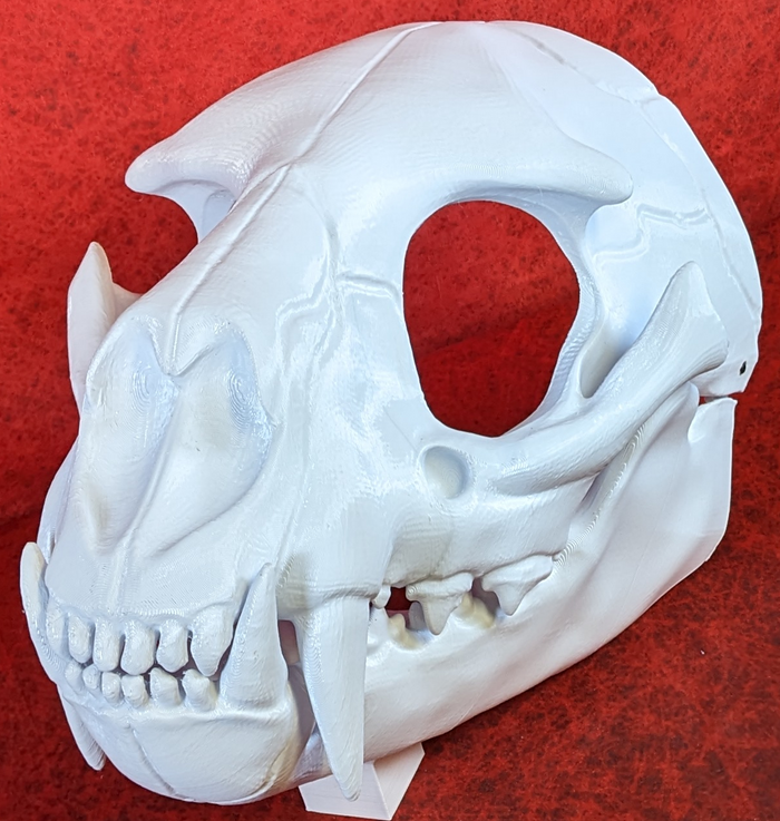 Large Feline Skull