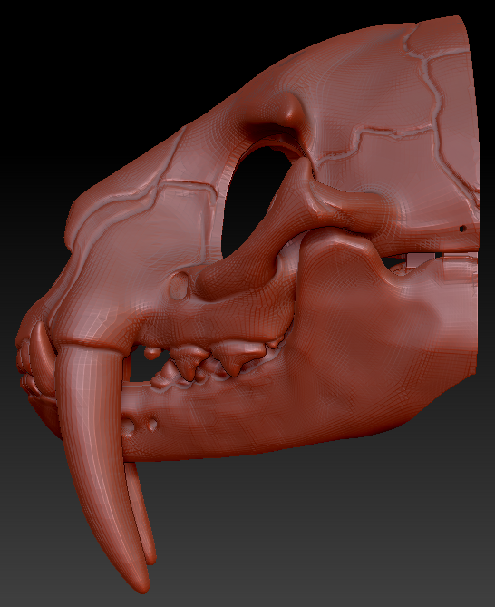 Large Saber Feline Skull