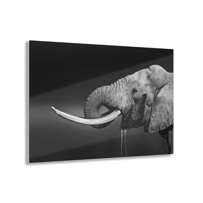 Tusks by Swanepoel