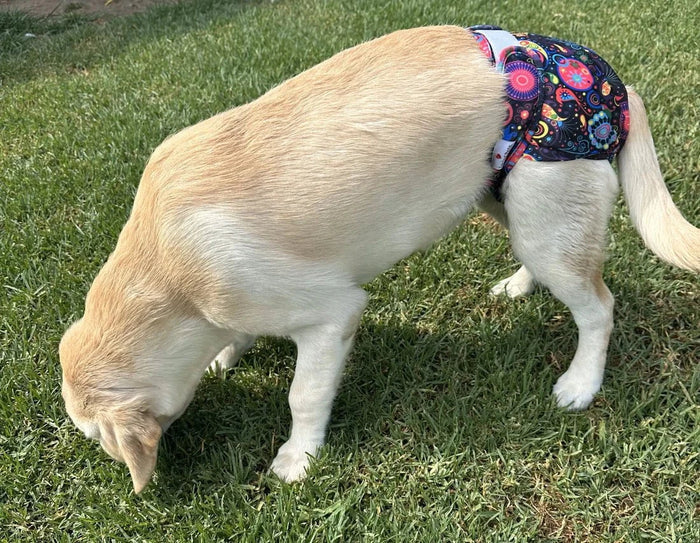 Loving Pets Washable Dog Nappies - Green
